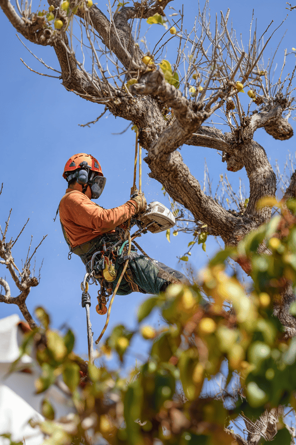 An arborist pruning a tree in Portland, Oregon